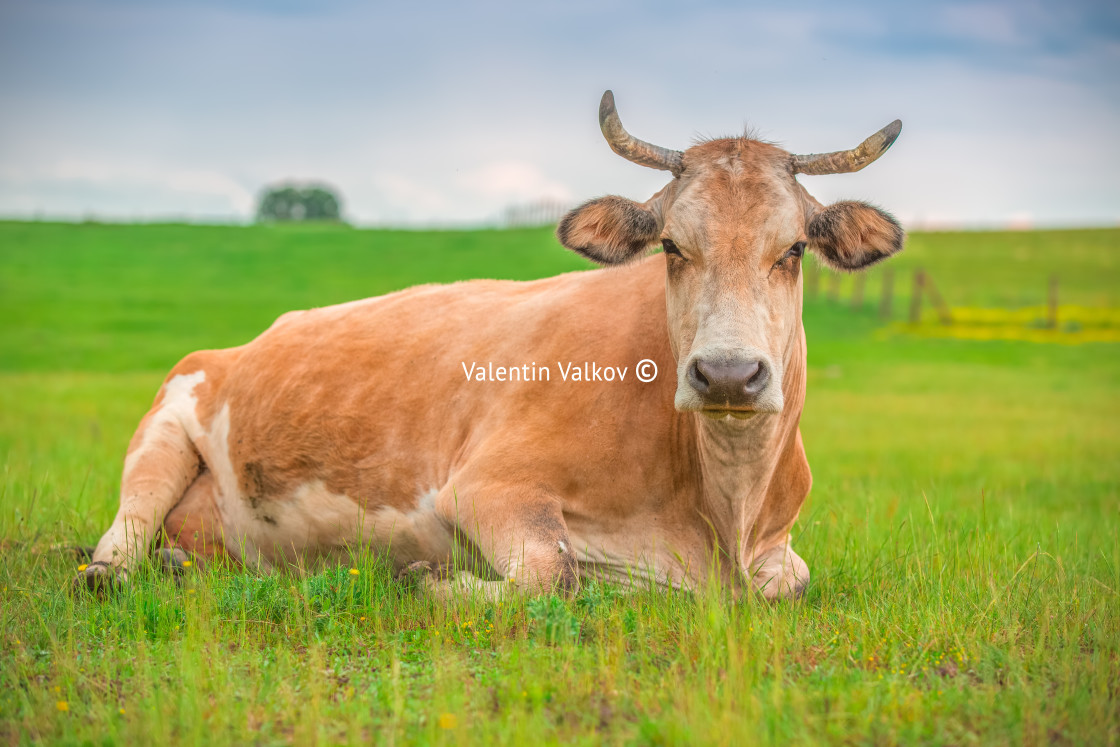 "Cow in a meadow" stock image