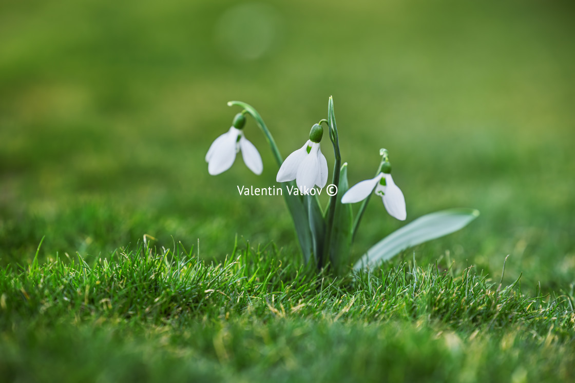 "Galanthus nivalis, spring flowers snowdrop on green background." stock image