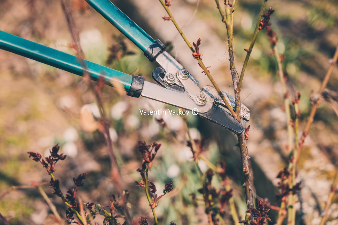 "Farmer with pruner shears the branches of rose bush. Pruning pla" stock image