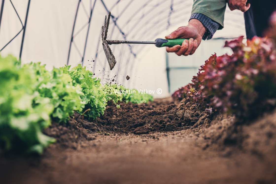 "Farmer take care of lettuce salads, organic hydroponic vegetable" stock image