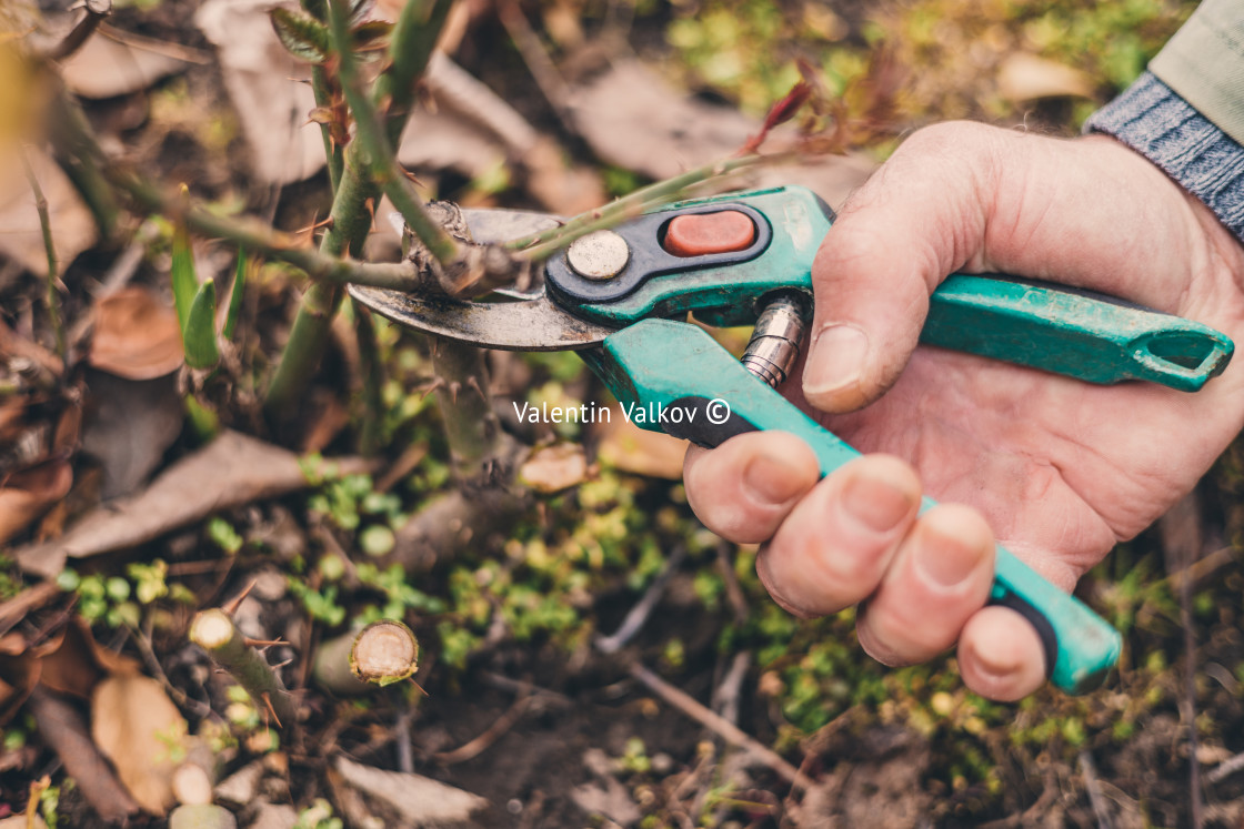 "Farmer with pruner shears the branches of rose bush. Pruning pla" stock image