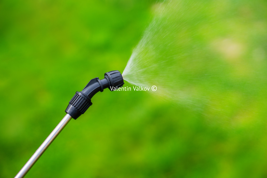 "Farmer spraying vegetable green plants in the garden with herbic" stock image