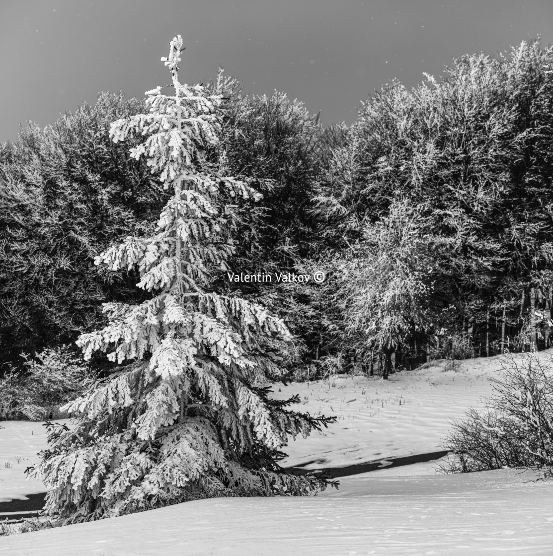 "Winter landscape of snow fir tree and spruce forest. black and w" stock image