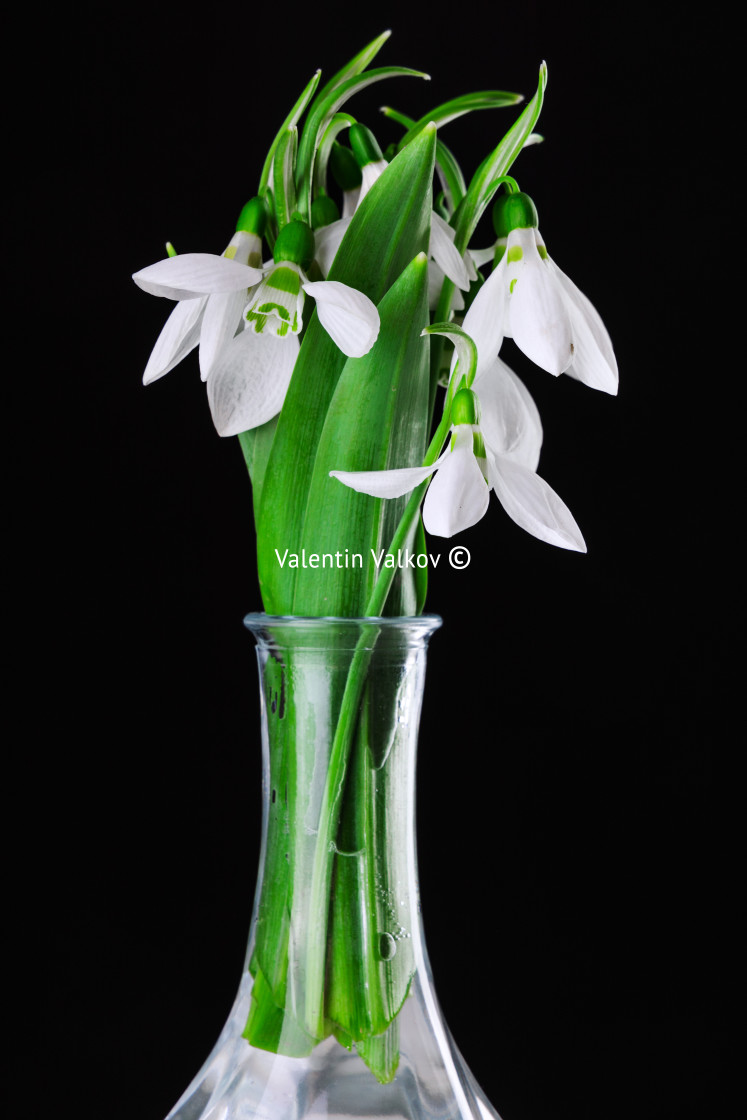 "Galanthus nivalis, spring flowers snowdrop isolated on black bac" stock image