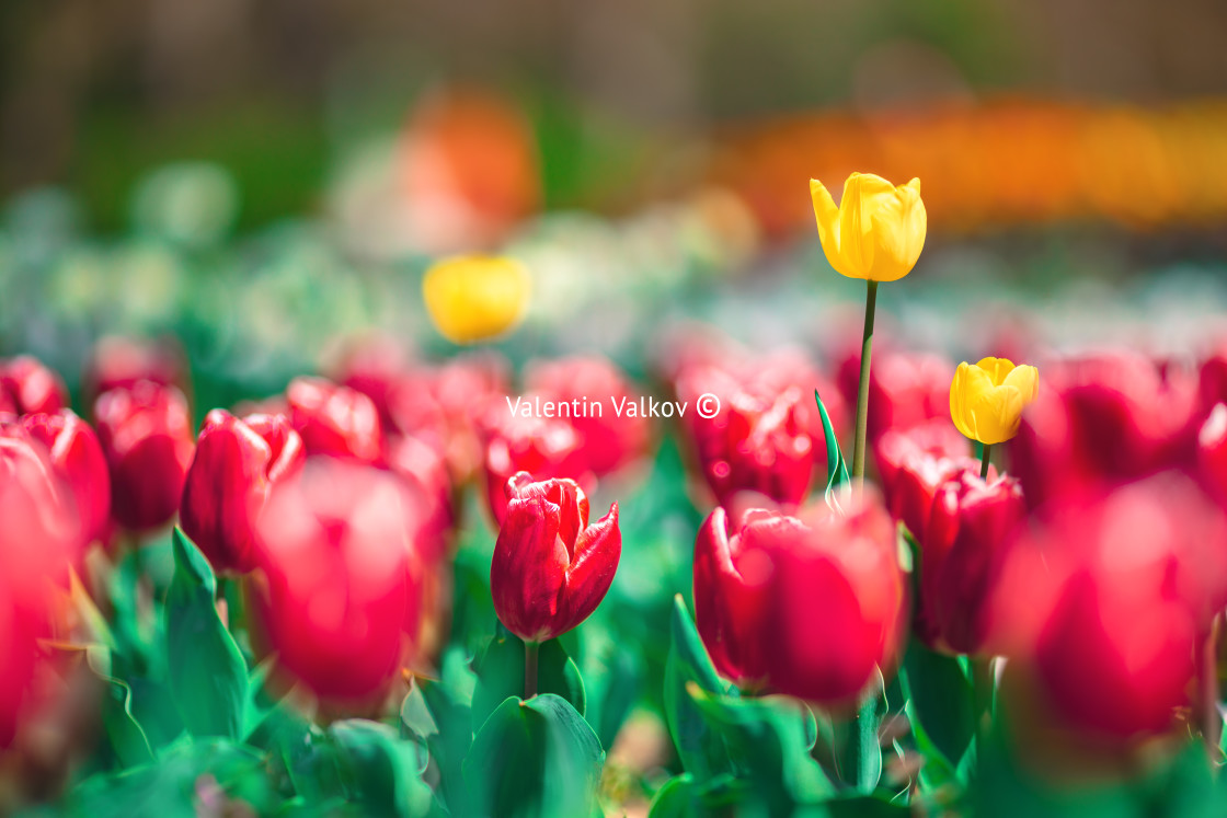 "Tulips on sunny beautiful nature spring background" stock image