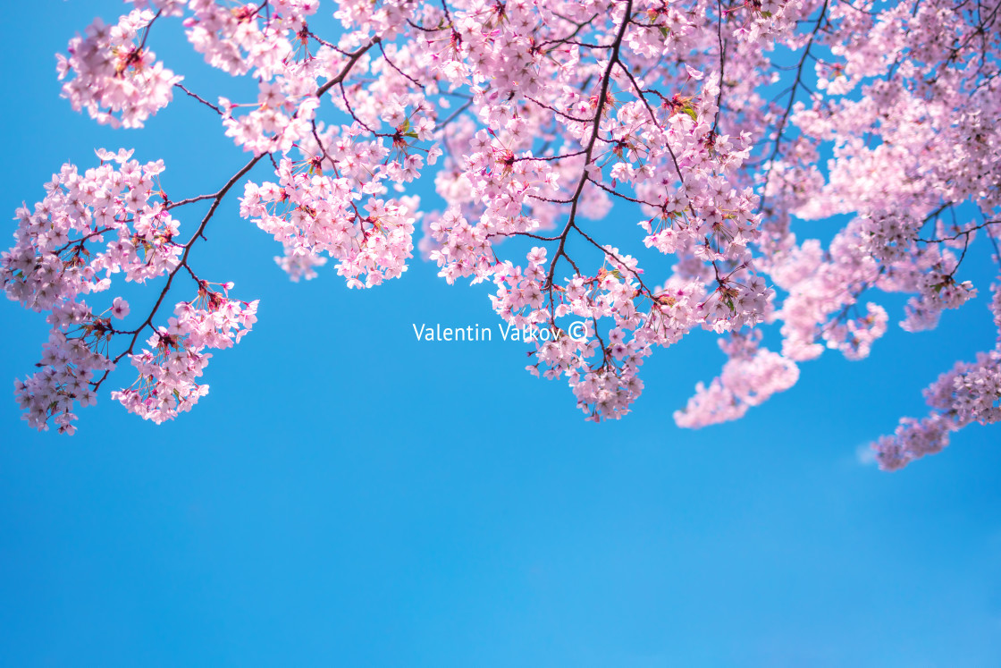 "Beautiful Cherry Blossom for natural abstract background" stock image