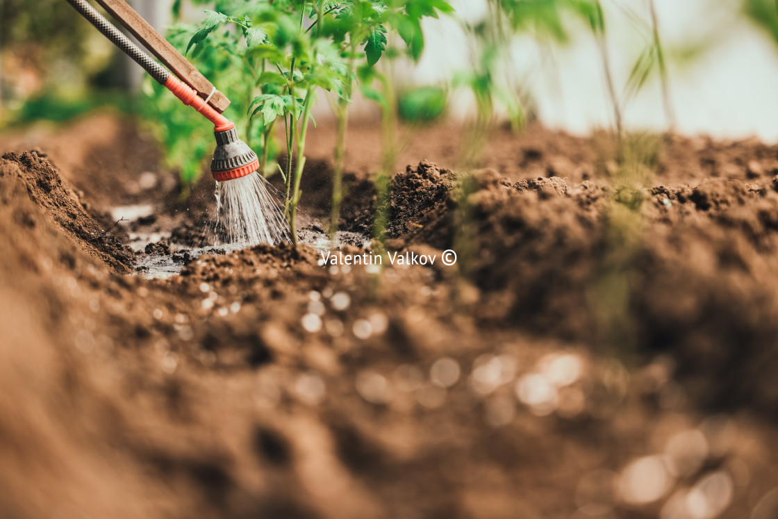 "Farmer watering tomato plant in greenhouse, homegrown organic ve" stock image