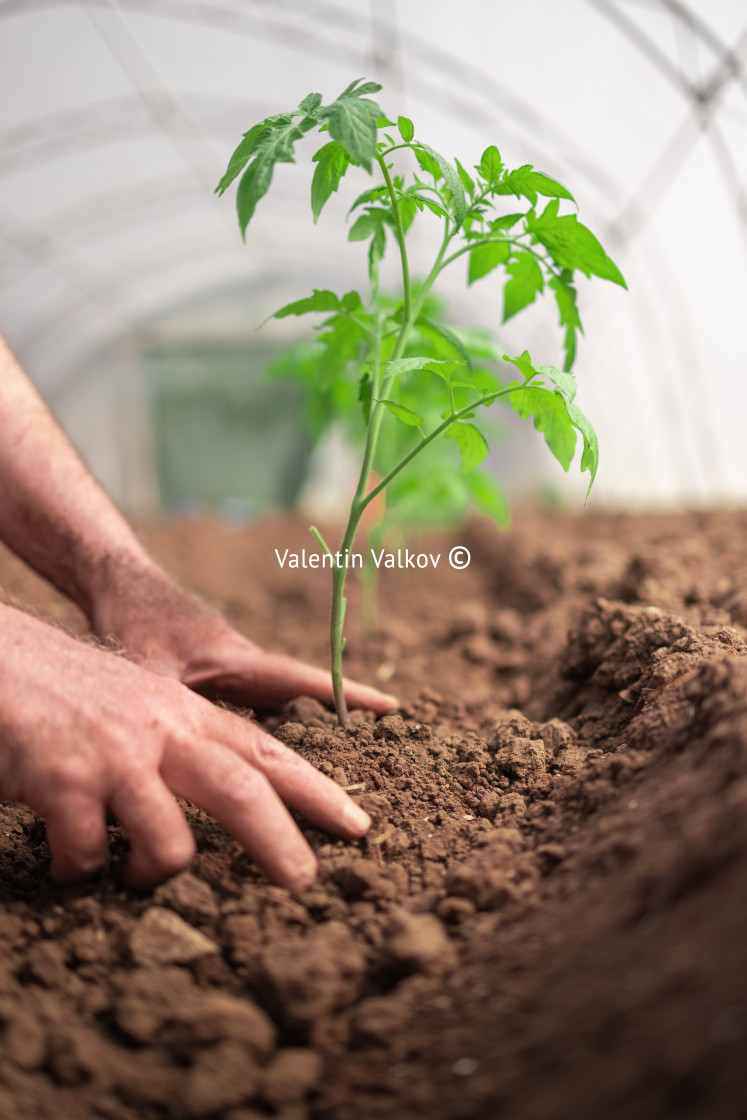 "Farmer holding tomato plant in greenhouse, homegrown organic veg" stock image