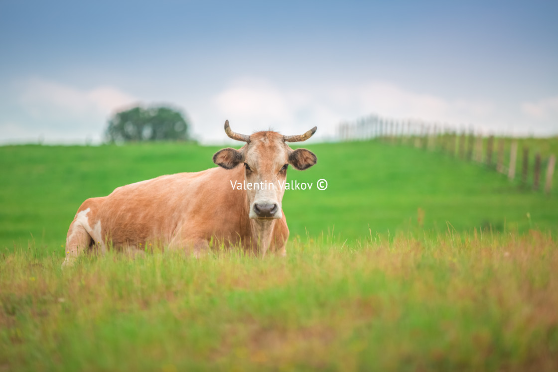 "Cow in a meadow" stock image