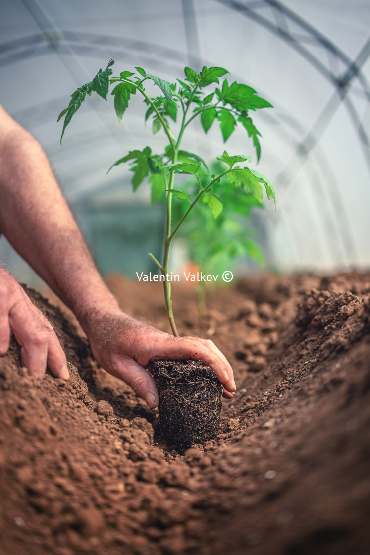 "Farmer holding tomato plant in greenhouse, homegrown organic veg" stock image