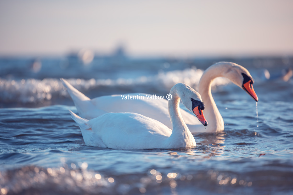 "White swans in the sea,sunrise shot" stock image