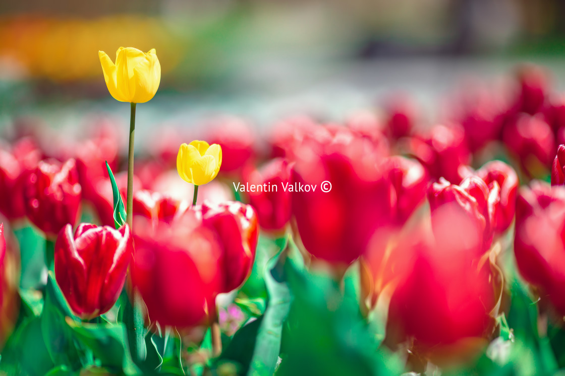 "Tulips on sunny beautiful nature spring background" stock image