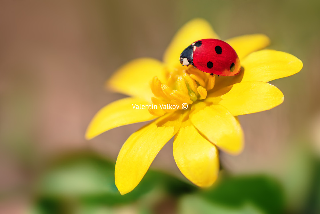 "Camomile flower with ladybug" stock image