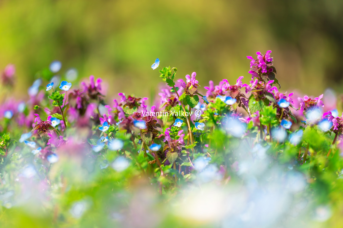 "Purple violets wildflowers and green grass. Field of flowers and" stock image