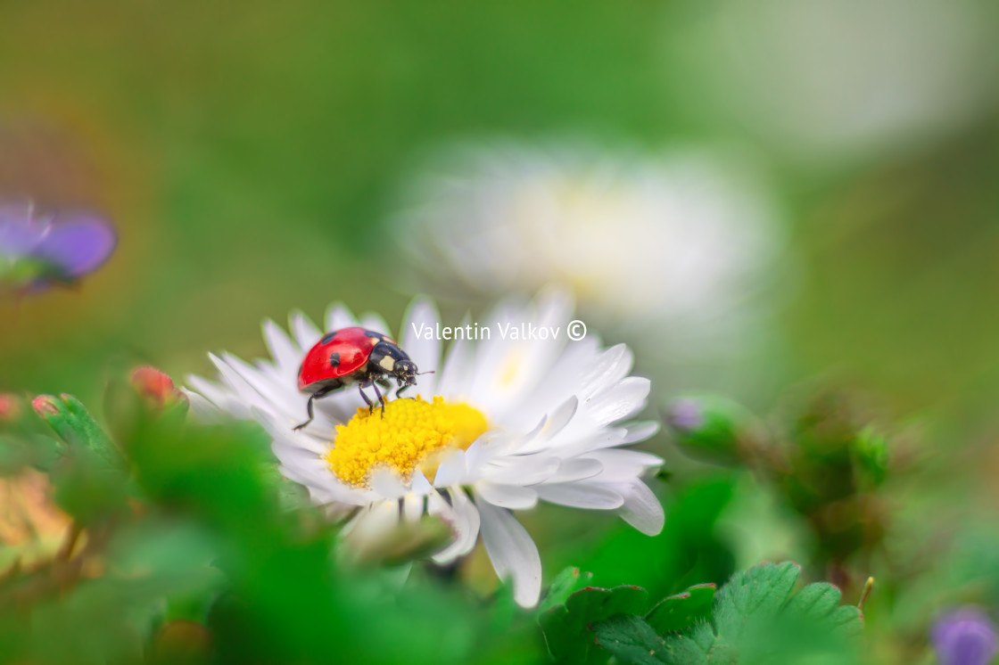 "Camomile flower with ladybug" stock image