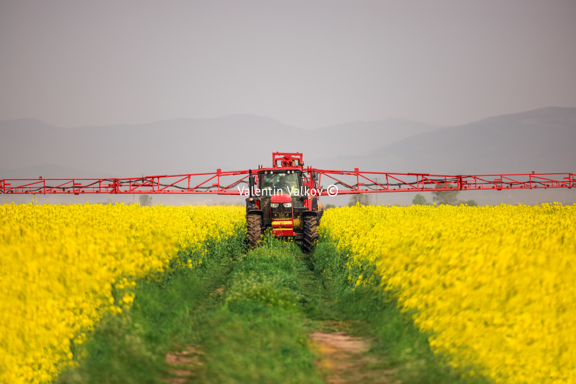 "Tractor spray fertilizer spraying pesticides on rapeseed field," stock image