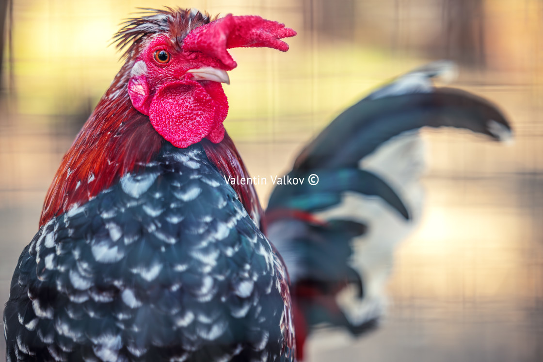 "Rooster crowing in a farm poultry. Cock bird portrait." stock image