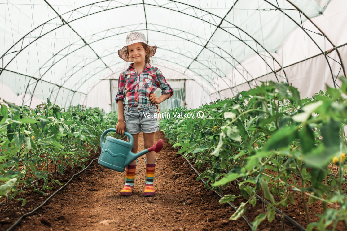 "Little girl, young farmer with colorful boots touching tomato pl" stock image