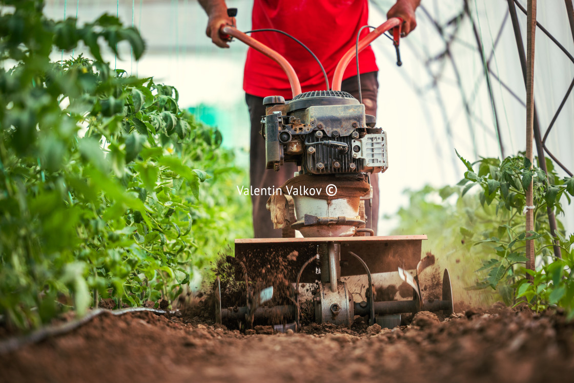 "Farmer with a machine cultivator digs the soil in the vegetable" stock image