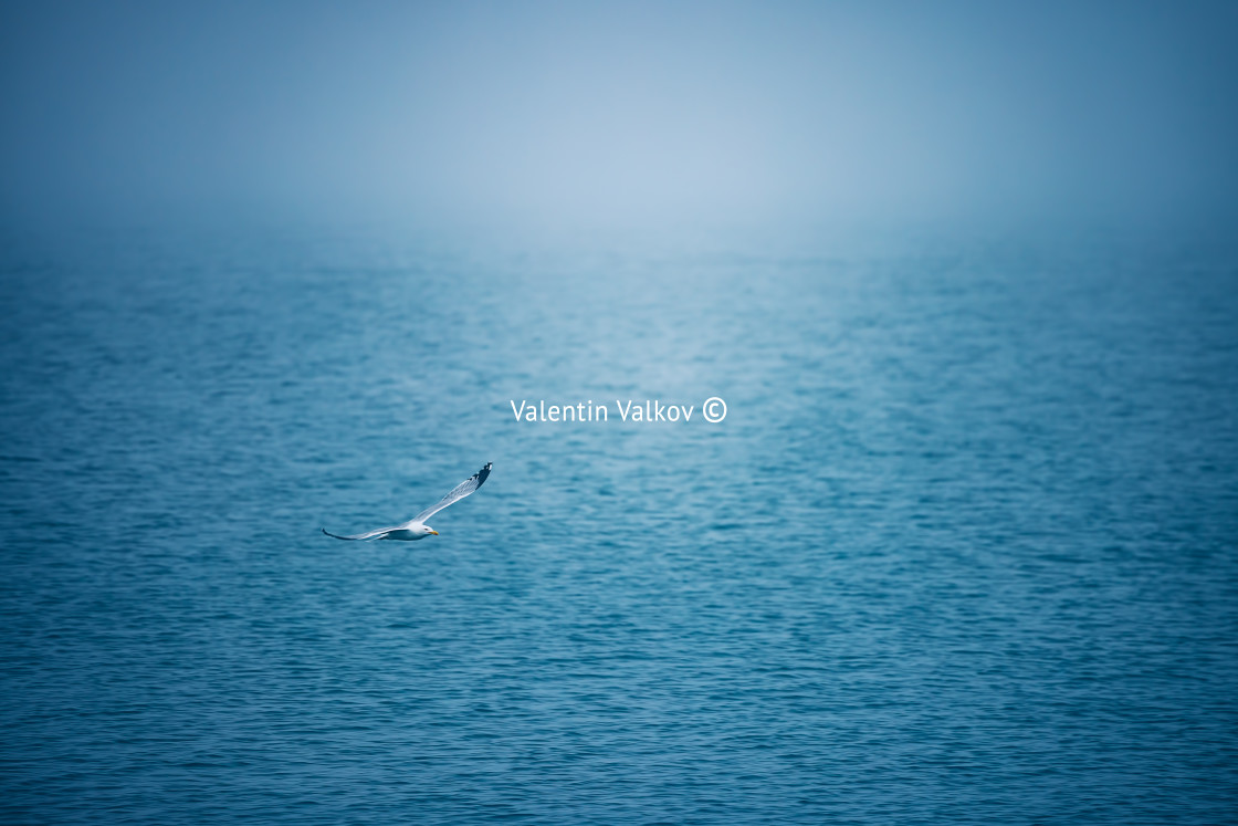 "Sea ripple water with morning fog and flying seagull" stock image