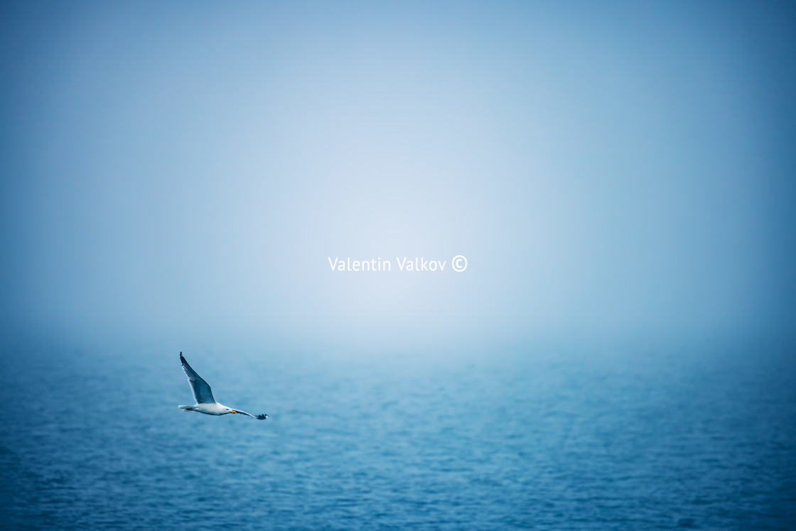 "Sea ripple water with morning fog and flying seagull" stock image