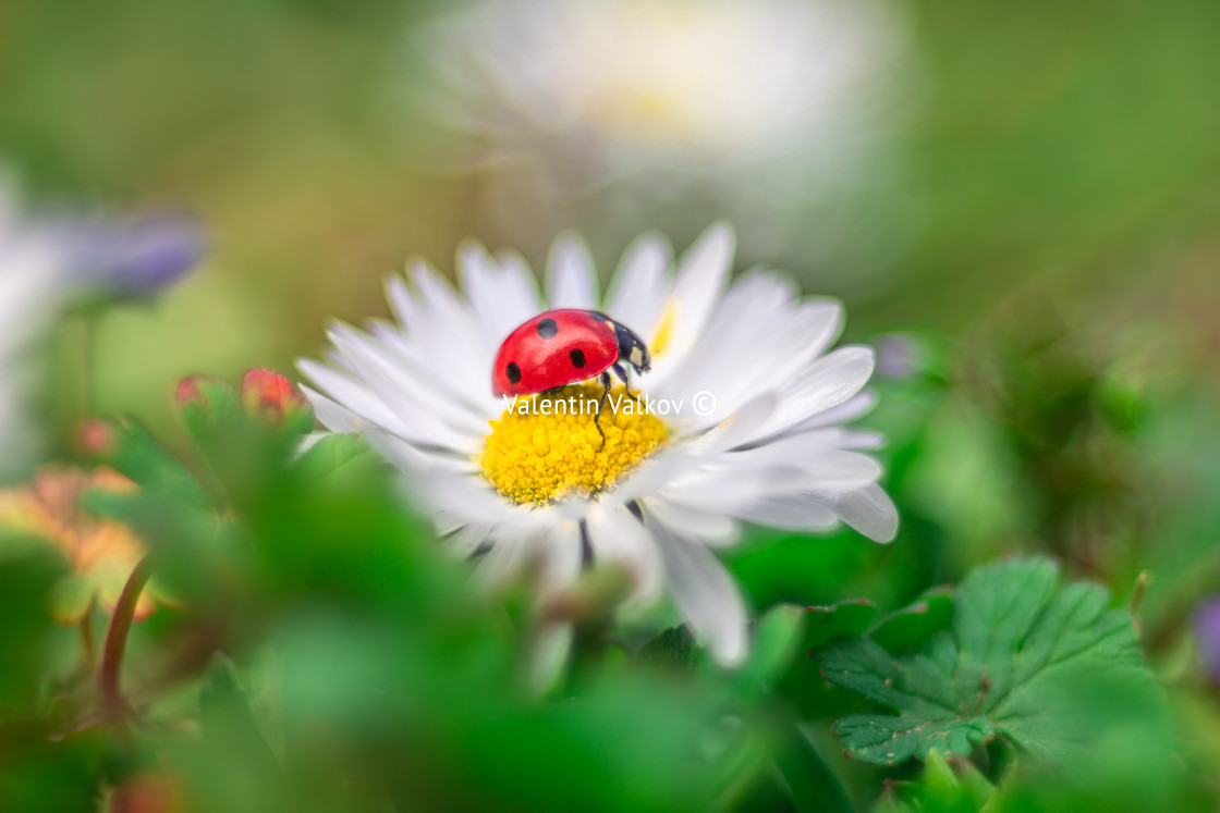 "Camomile flower with ladybug" stock image