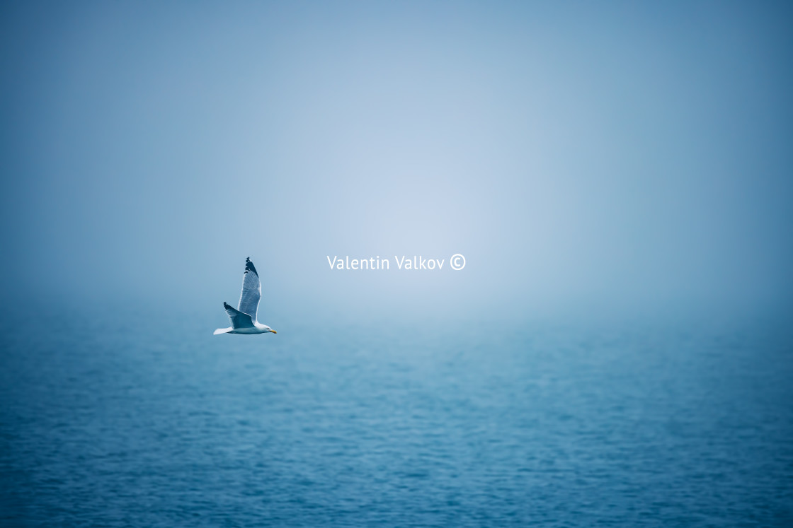 "Sea ripple water with morning fog and flying seagull" stock image