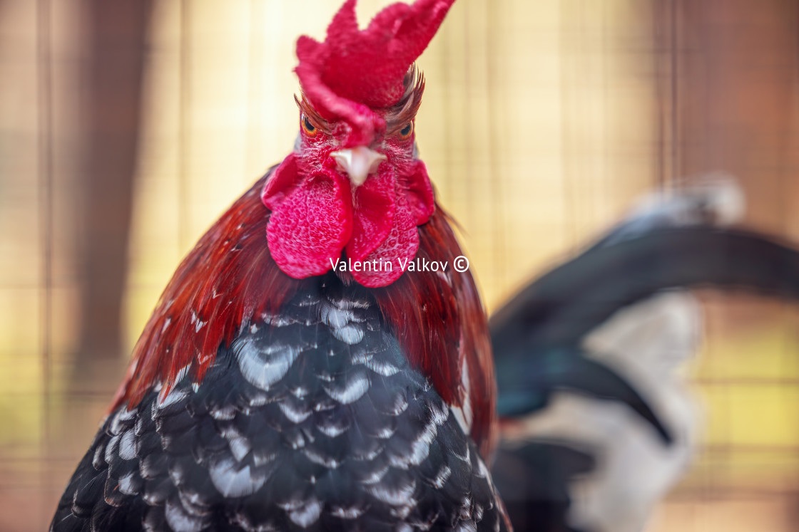 "Rooster crowing in a farm poultry. Cock bird portrait." stock image