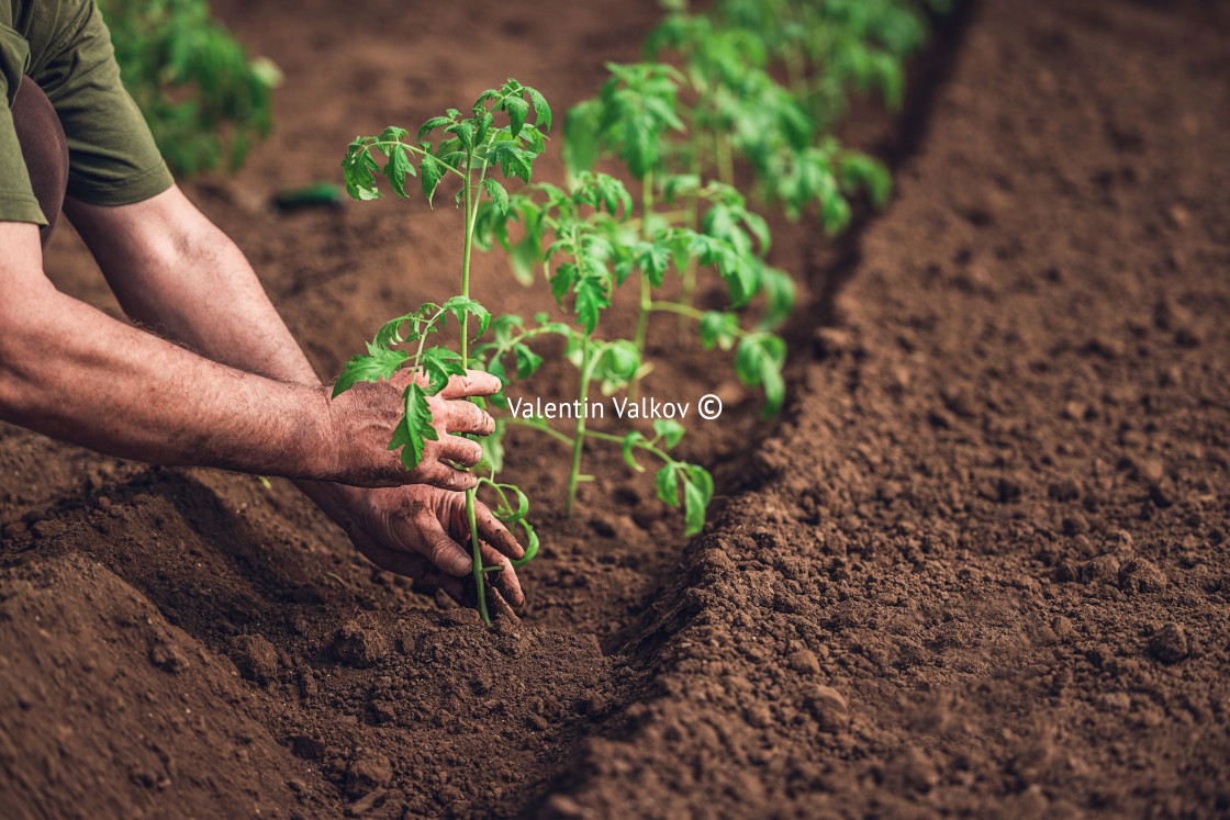 "Farmer holding tomato plant in greenhouse, homegrown organic veg" stock image