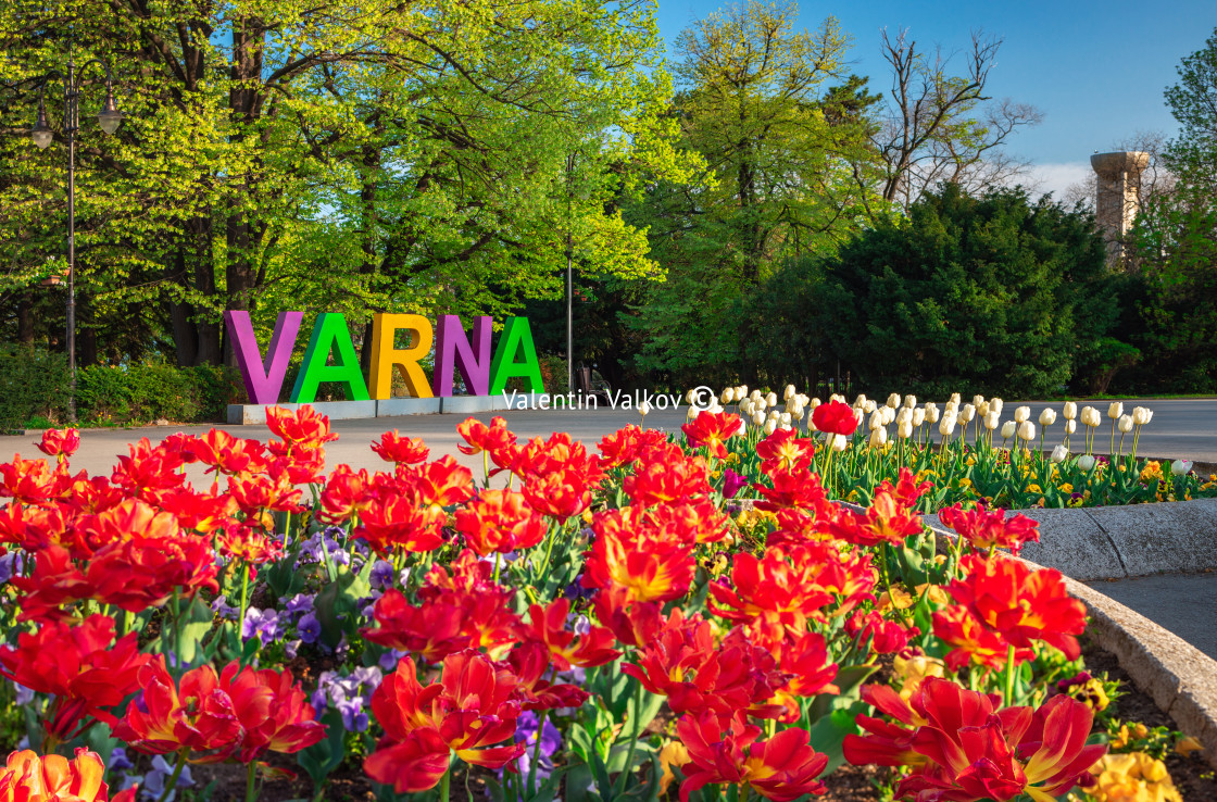 "Group of colorful tulip in the sea garden of Varna." stock image