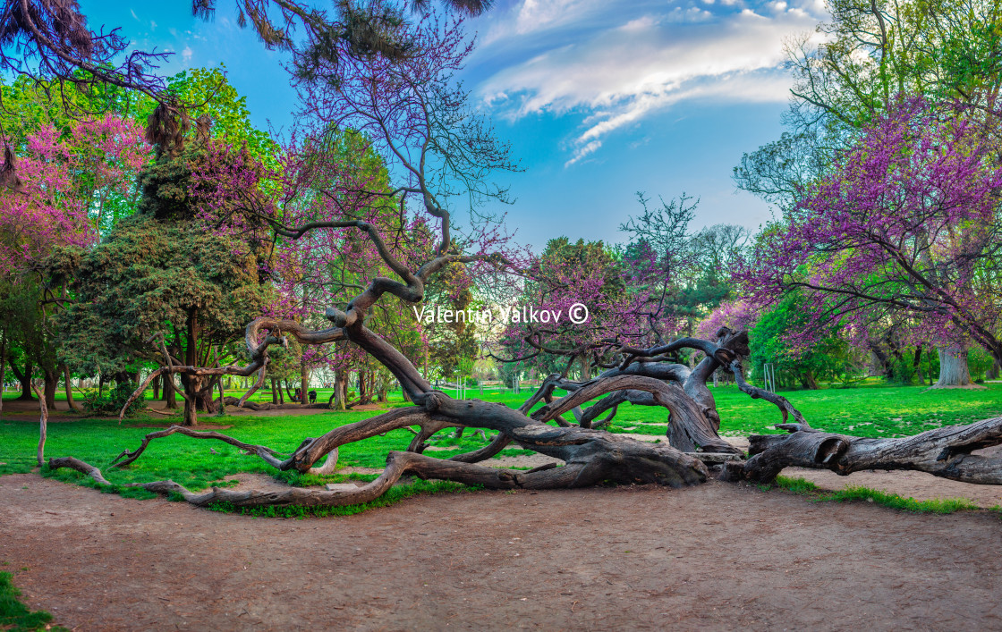 "Crooked twisted trunks tree in the Sea Garden in Varna, Bulgaria" stock image