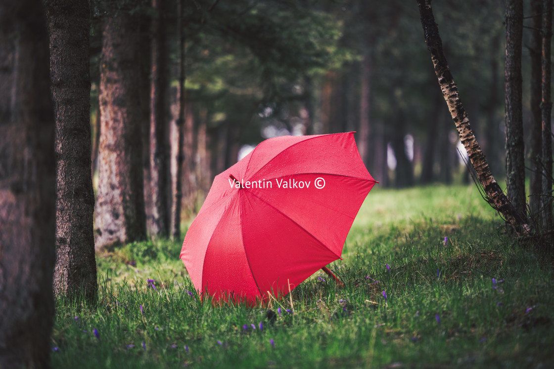 "Green forest and red umbrella under the rain" stock image