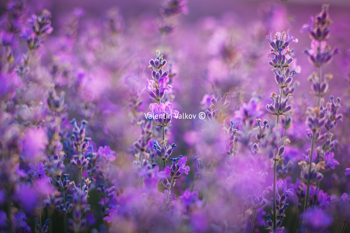 "Lavender flower in the field" stock image