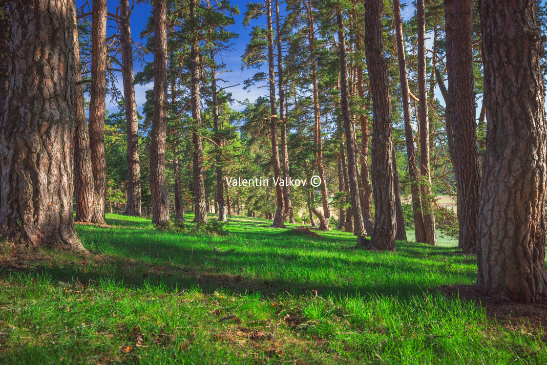 "Tree in forest with sunlight. The sun rays through branches of t" stock image