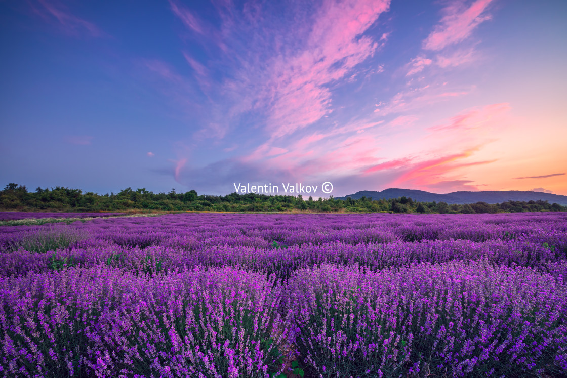 "Lavender field in Provence" stock image