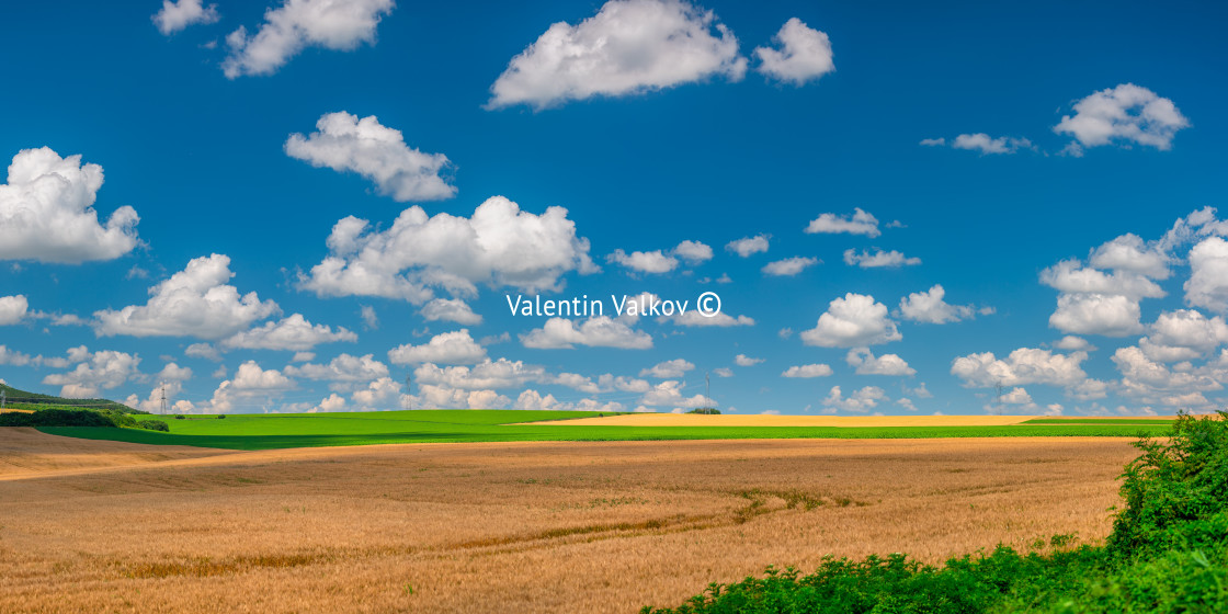 "Agricultural fields in the countryside. Wheat field on a sunny d" stock image