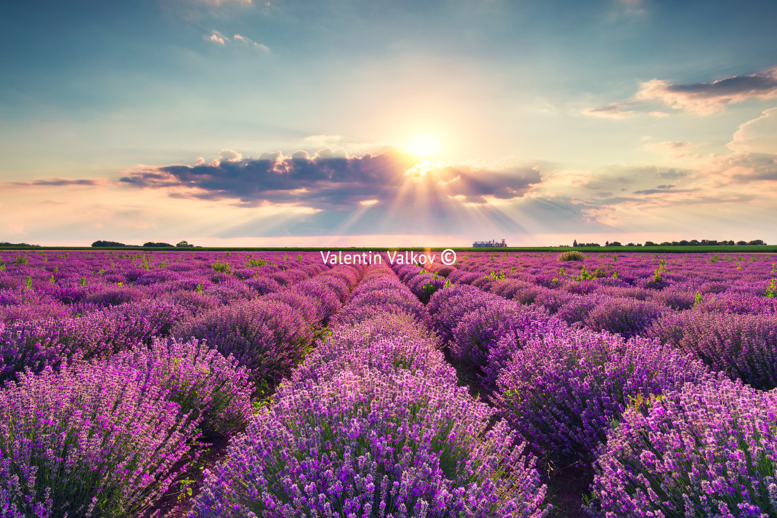 "Lavender flower blooming fields in endless rows. Sunset shot." stock image