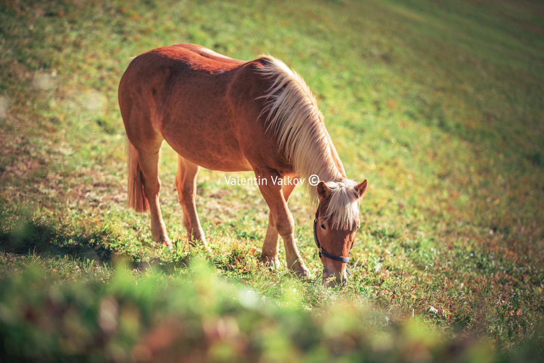 "Horses grazing on pasture at misty sunrise" stock image