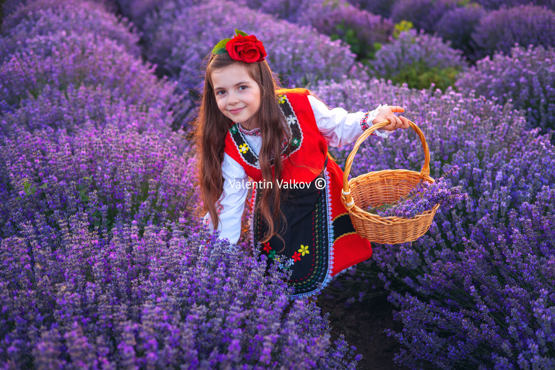 "Bulgarian woman in traditional folklore costume picking lavender" stock image