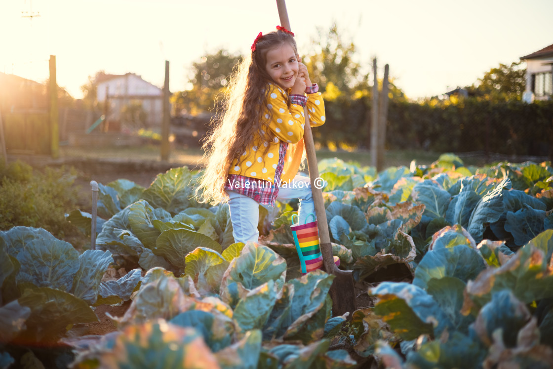 "Happy little girl farmer working in a farmland field of fresh or" stock image