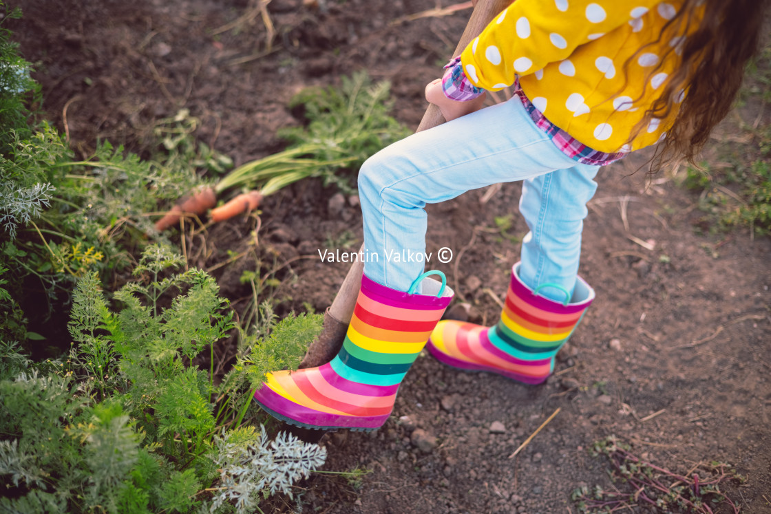 "Little girl gardener in vegetables garden holding fresh biologic" stock image