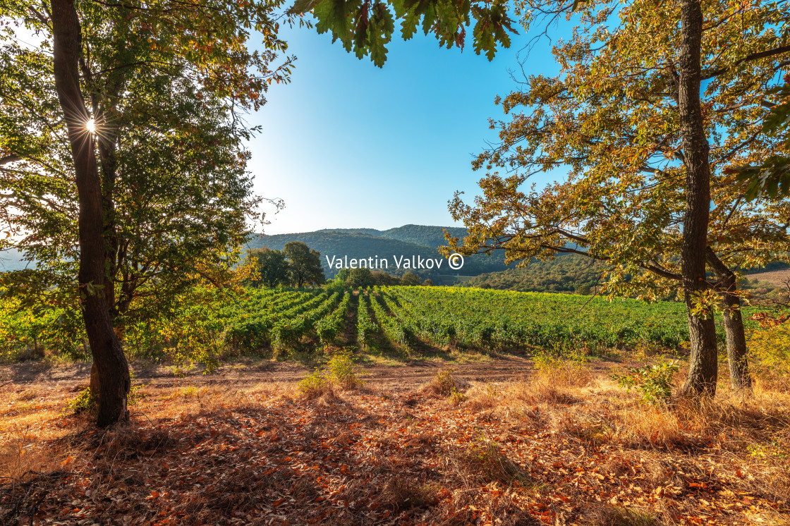 "Vineyard agricultural fields in the countryside, beautiful lands" stock image