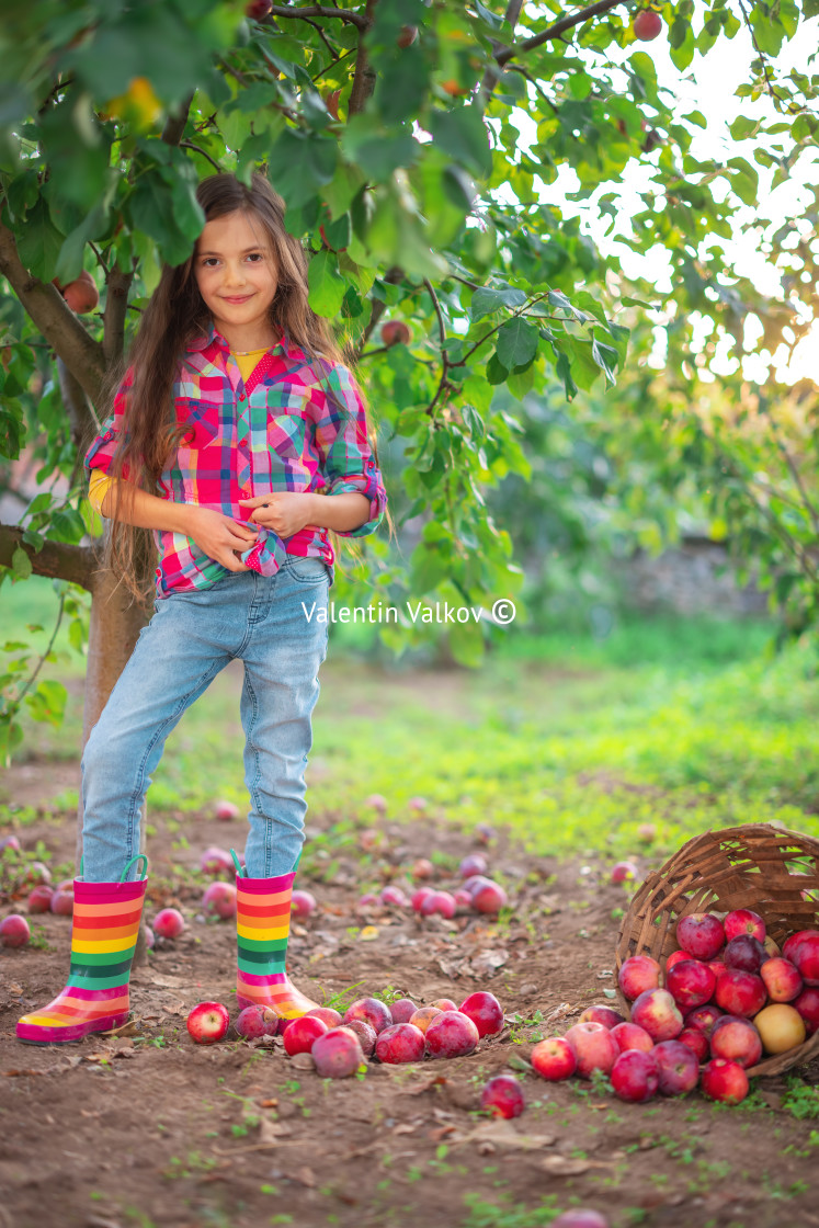 "Beautiful woman farmer girl in apple orchard pick up organic rip" stock image