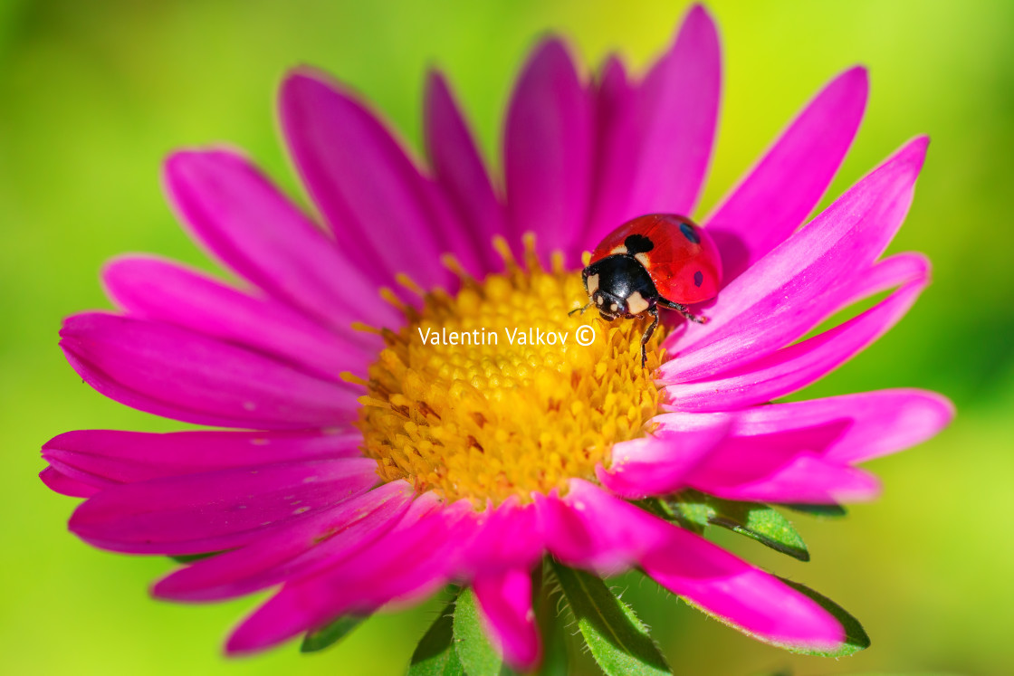 "Ladybug on pink flower on defocus background. Ladybird creeps on" stock image