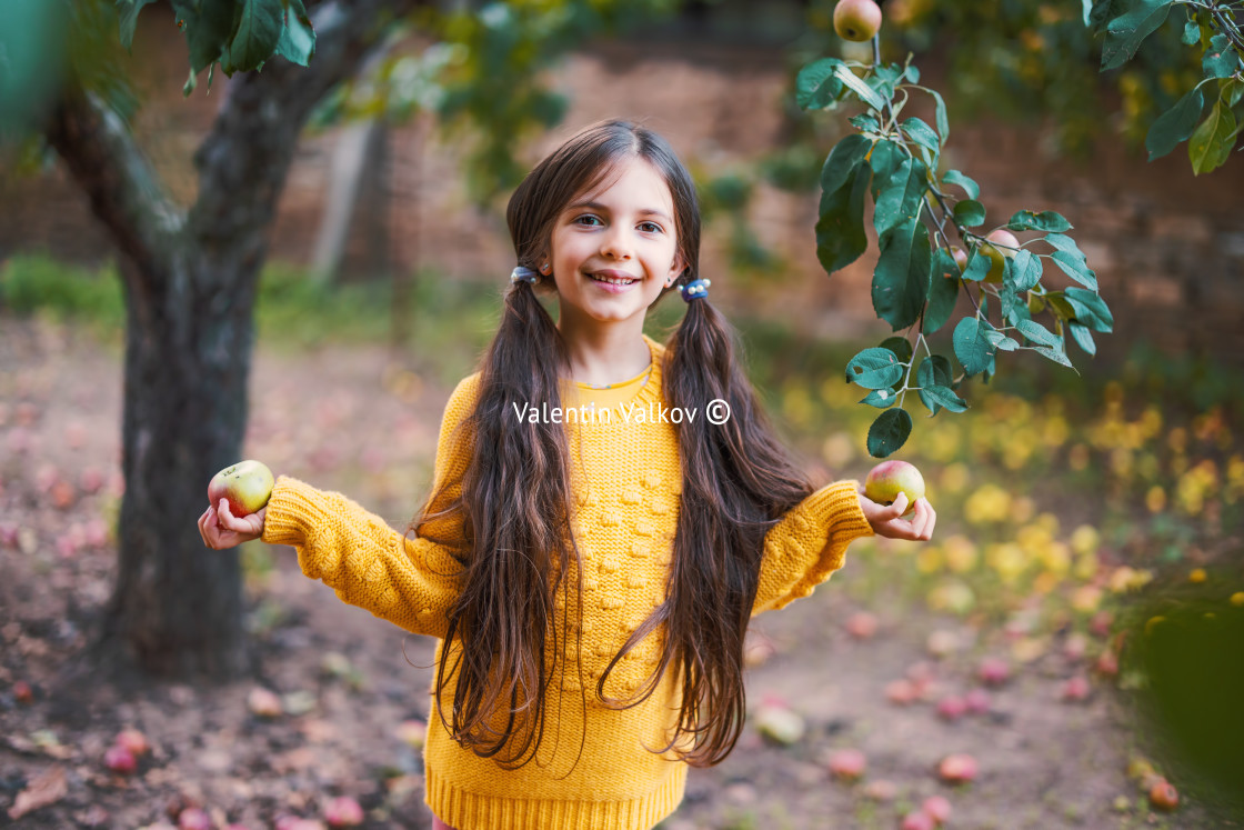 "Farmer girl in apple orchard pick up organic ripe fruits from th" stock image