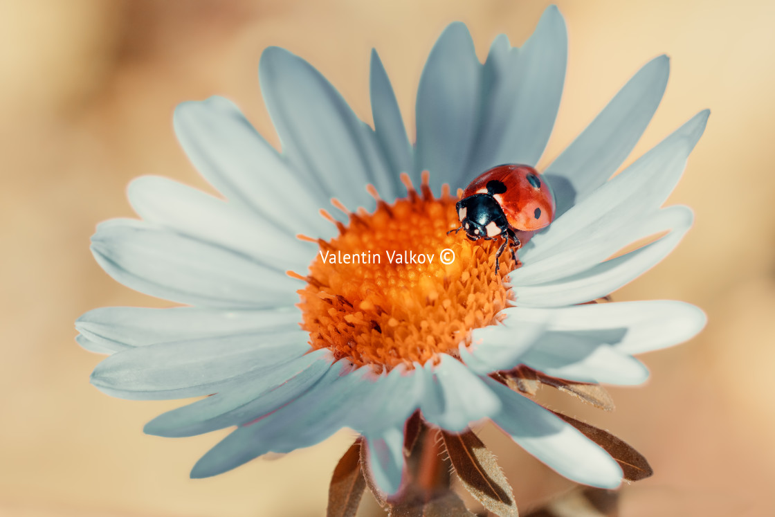 "Ladybug on chamomile flower on defocus background. Ladybird cree" stock image