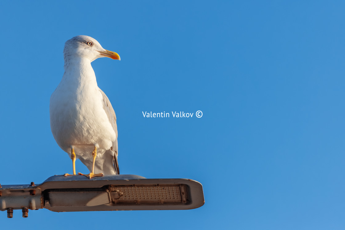 "Seagull bird standing on streetlight against blue sky" stock image