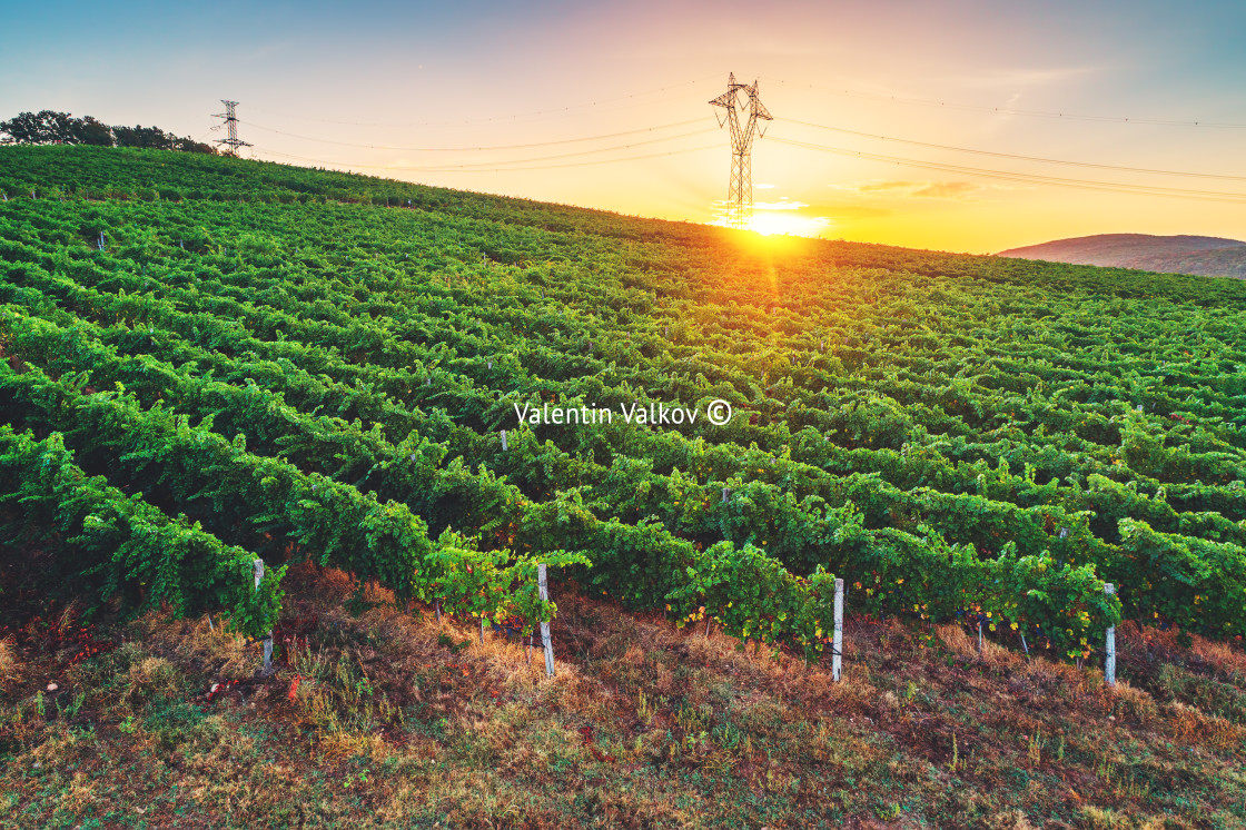 "Vineyard agricultural fields in the countryside, beautiful aeria" stock image