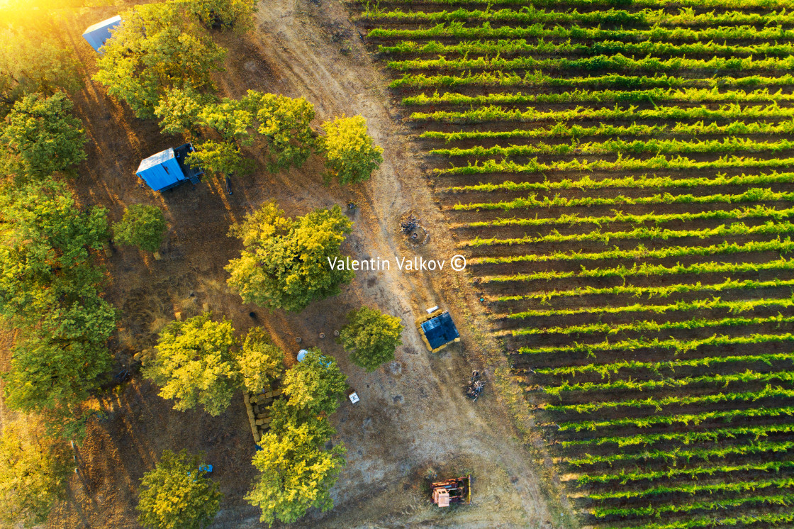 "Bungalow house in forest near vineyard and agricultural fields" stock image