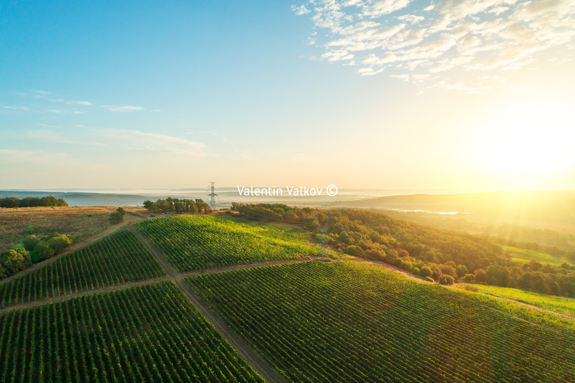 "Vineyard agricultural fields in the countryside, beautiful aeria" stock image